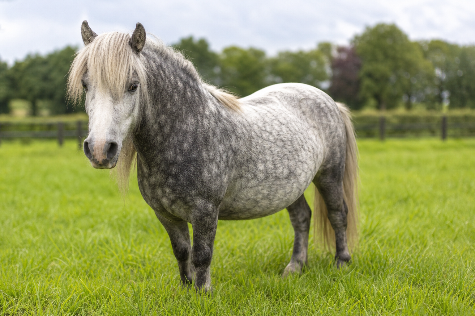 Poni fotosessioonil